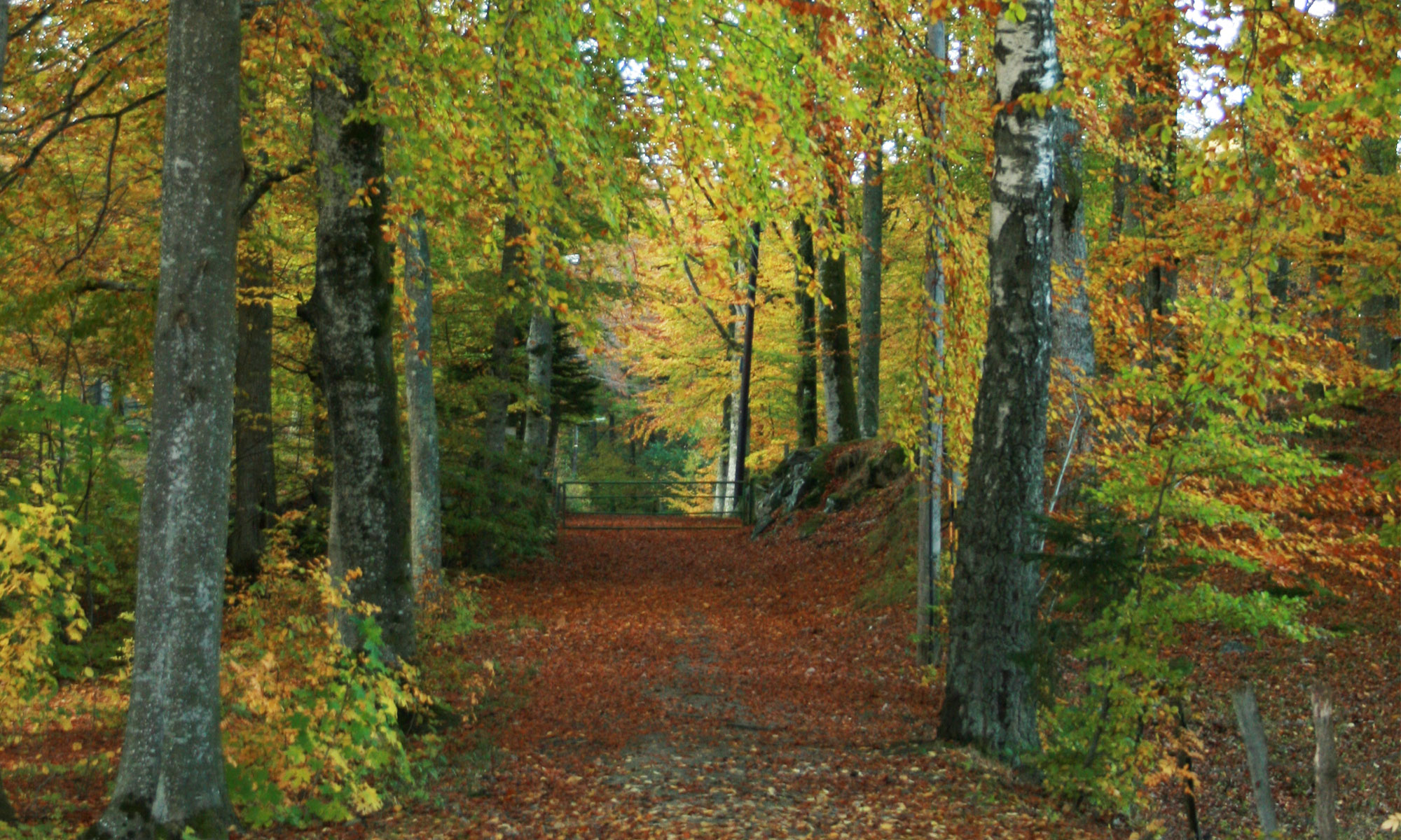 bild på en höstlik skog med en väg i mitten som leder vidare in i skogen.